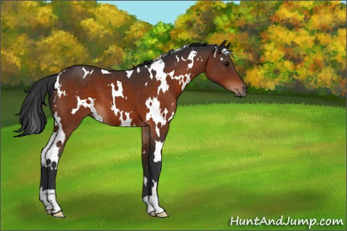 Horse Color:White Spotted Bay 