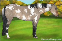 Horse Color:White Spotted Brown Dun 