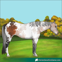 Horse Color:White Spotted Brown 