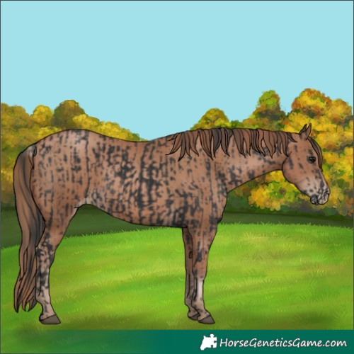 Horse Color:Black  and Black Pearl 