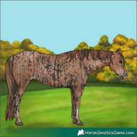 Horse Color:Black  and Black Pearl 