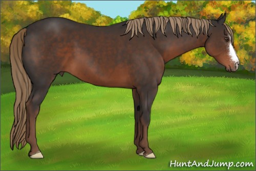 Horse Color:Liver Chestnut 