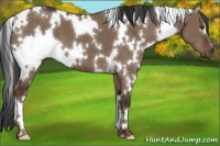 Horse Color:White Spotted Liver Red Dun 