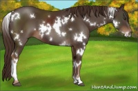 Horse Color:White Spotted Liver Chestnut 