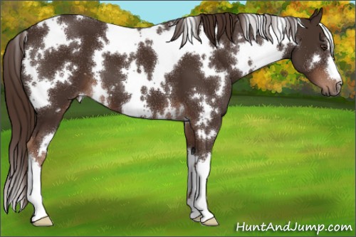 Horse Color:White Spotted Liver Chestnut 
