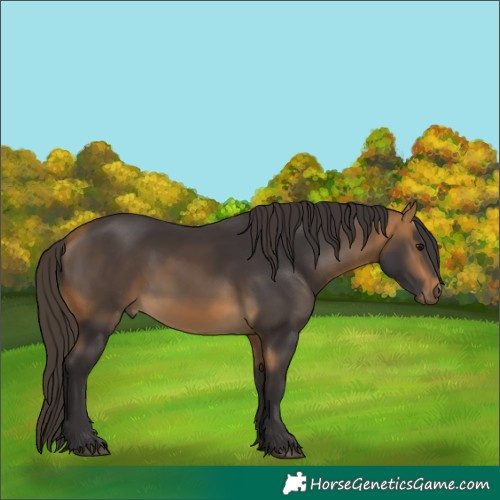 Horse Color:Buckskin Sabino 
