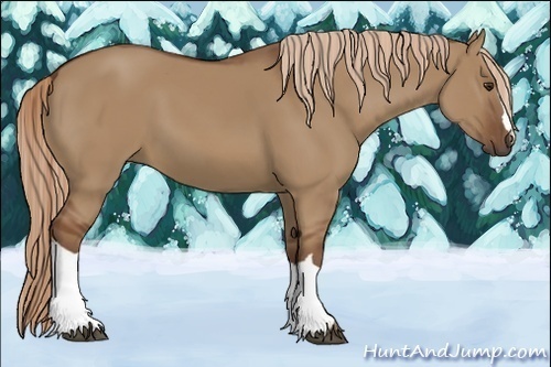 Horse Color:Unknown 