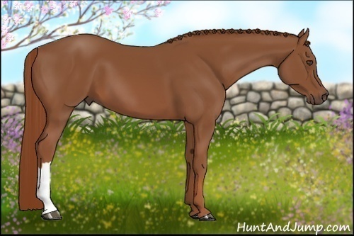 Horse Color:Chestnut 