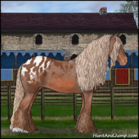 Horse Color:Chestnut Appaloosa