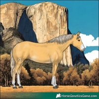 Horse Color:Palomino