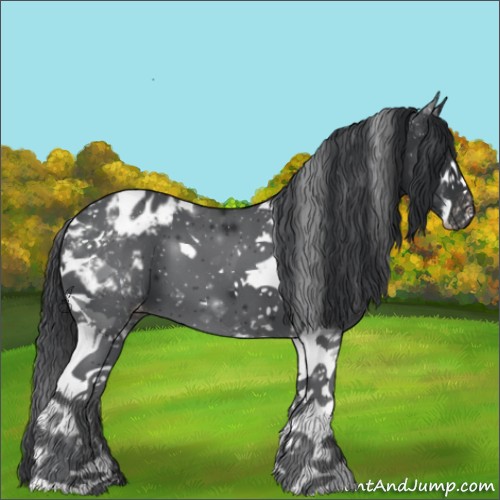 Horse Color:Black Sabino Tobiano Appaloosa 