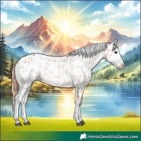 Horse Color:Bay Dun Appaloosa 