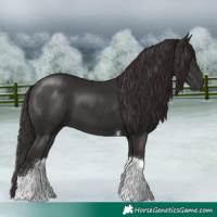 Horse Color:Liver Chestnut Sabino Tobiano