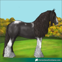 Horse Color:Liver Chestnut Sabino Tobiano 