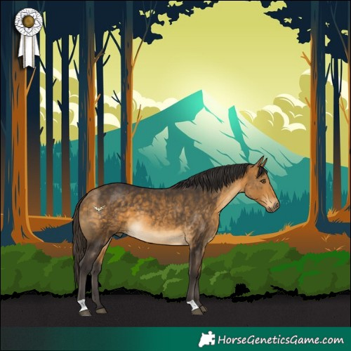 Horse Color:Buckskin 