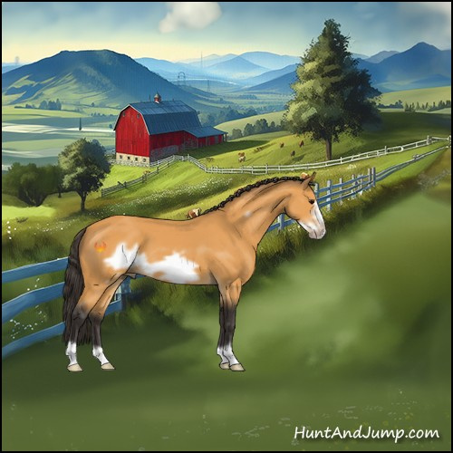 Horse Color:Buckskin Frame 