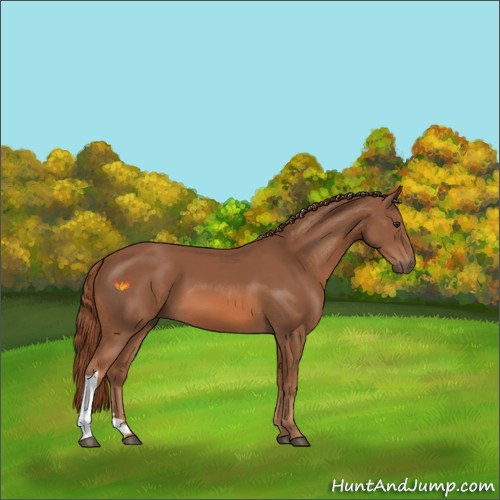Horse Color:Chestnut 