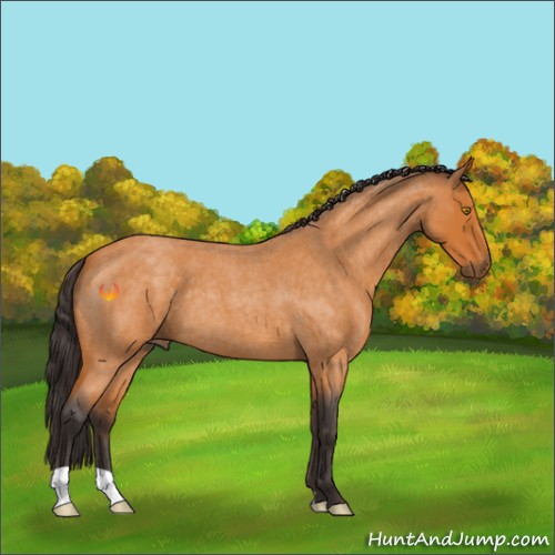 Horse Color:Buckskin Roan 