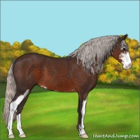 Horse Color:Silver Brown Sabino 