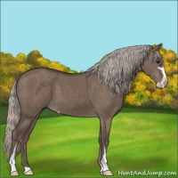 Horse Color:Silver Grullo Sabino