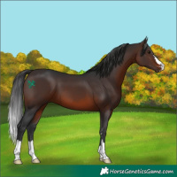 Horse Color:Brown 