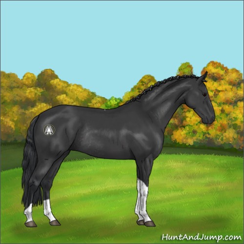 Horse Color:Black Tobiano Rabicano 