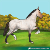 Horse Color:Bay Roan Dun 