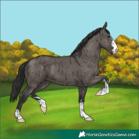 Horse Color:Smoky Grullo Brindle