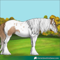Horse Color:Black Pearl Splash Tobiano 