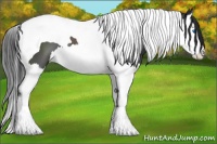 Horse Color:Black Splash Tobiano