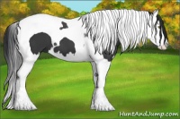 Horse Color:Black Splash Tobiano