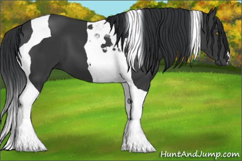 Horse Color:Black Tobiano