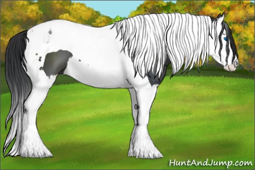 Horse Color:Black Splash Tobiano