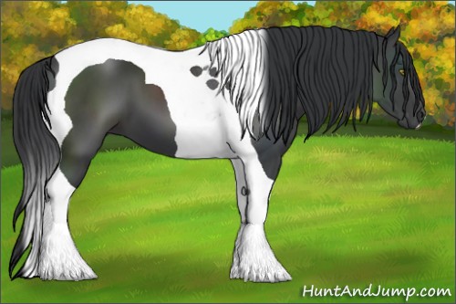 Horse Color:Black Tobiano