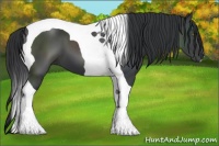 Horse Color:Black Tobiano