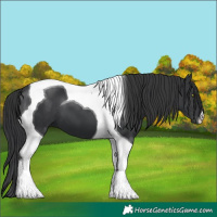 Horse Color:Black Tobiano 