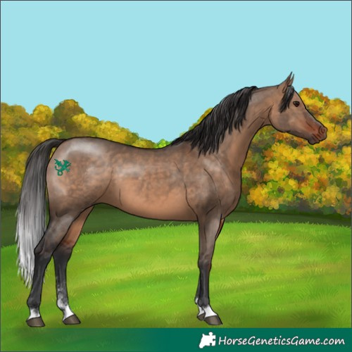 Horse Color:Bay Dun 