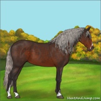Horse Color:Silver Brown Sabino 