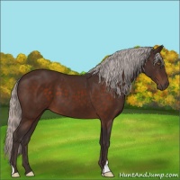 Horse Color:Silver Brown 
