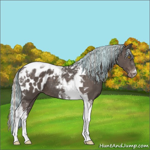 Horse Color:Painted Silver Black Tobiano Appaloosa 