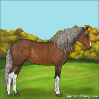 Horse Color:Silver Buckskin 