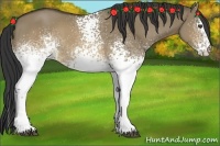 Horse Color:White Spotted Buckskin Dun 