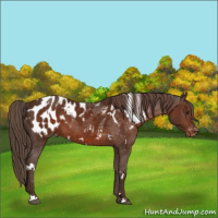 Horse Color:White Spotted Liver Chestnut Appaloosa 