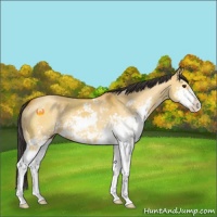 Horse Color:Buckskin Dun Sabino 