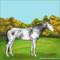 Horse Color:White Spotted Black Sabino Rabicano 