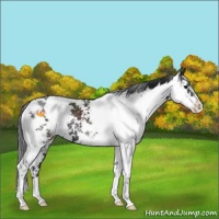 Horse Color:Black Sabino 