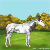 Horse Color:Smoky Black Sabino Splash Tobiano Rabicano 