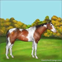 Horse Color:Bay Sabino Splash Tobiano 