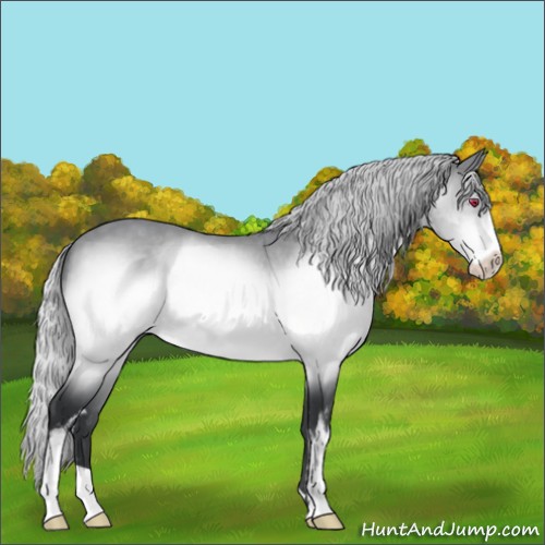 Horse Color:Silver Brown Chinchilla Sabino 