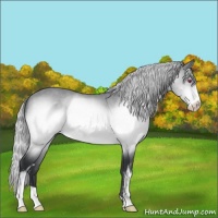 Horse Color:Silver Brown Chinchilla Sabino 